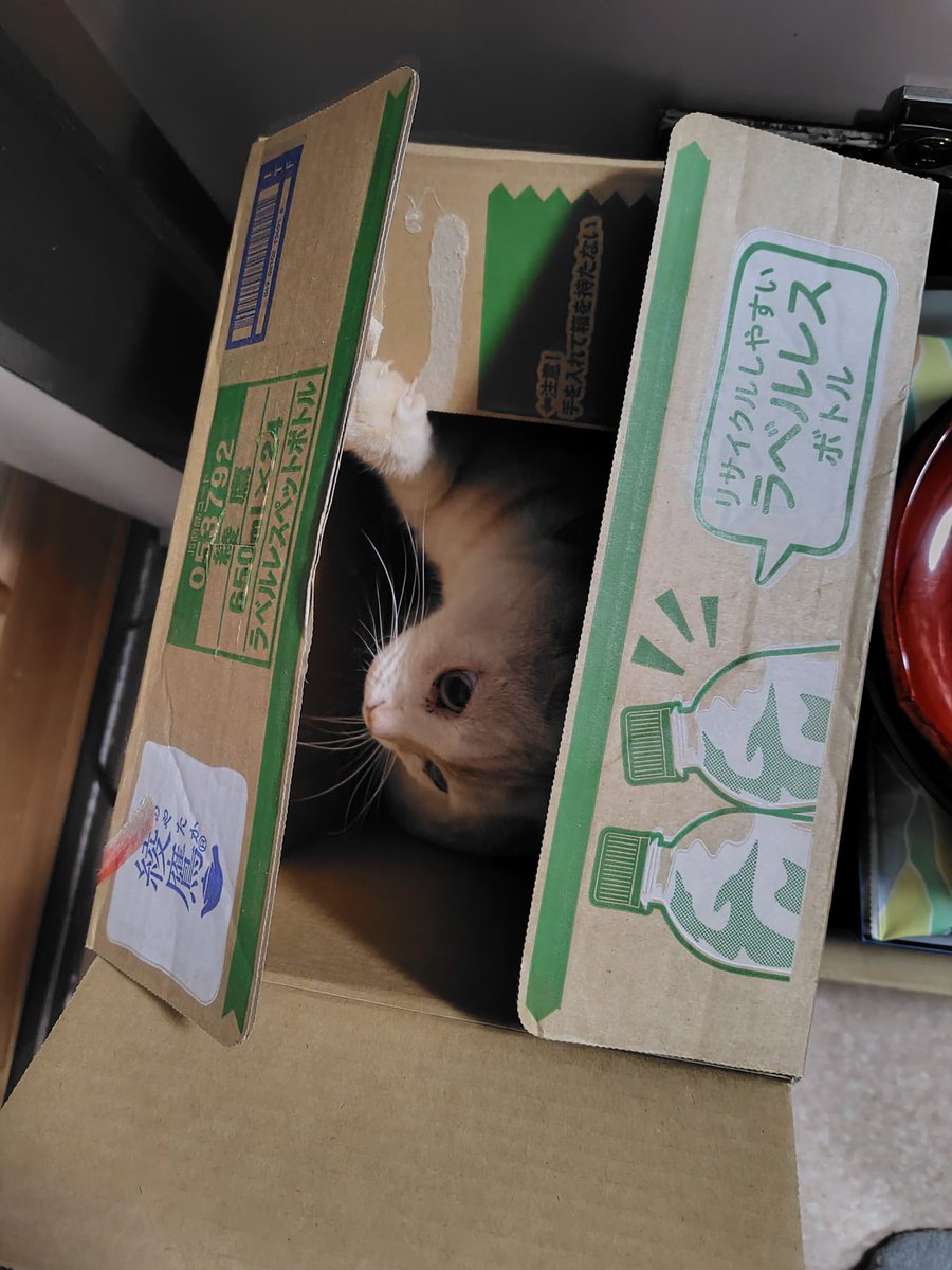 ちび猫※プロフ全文必読※2512W4 段ボールインにゃんこ(ΦωΦ) #猫