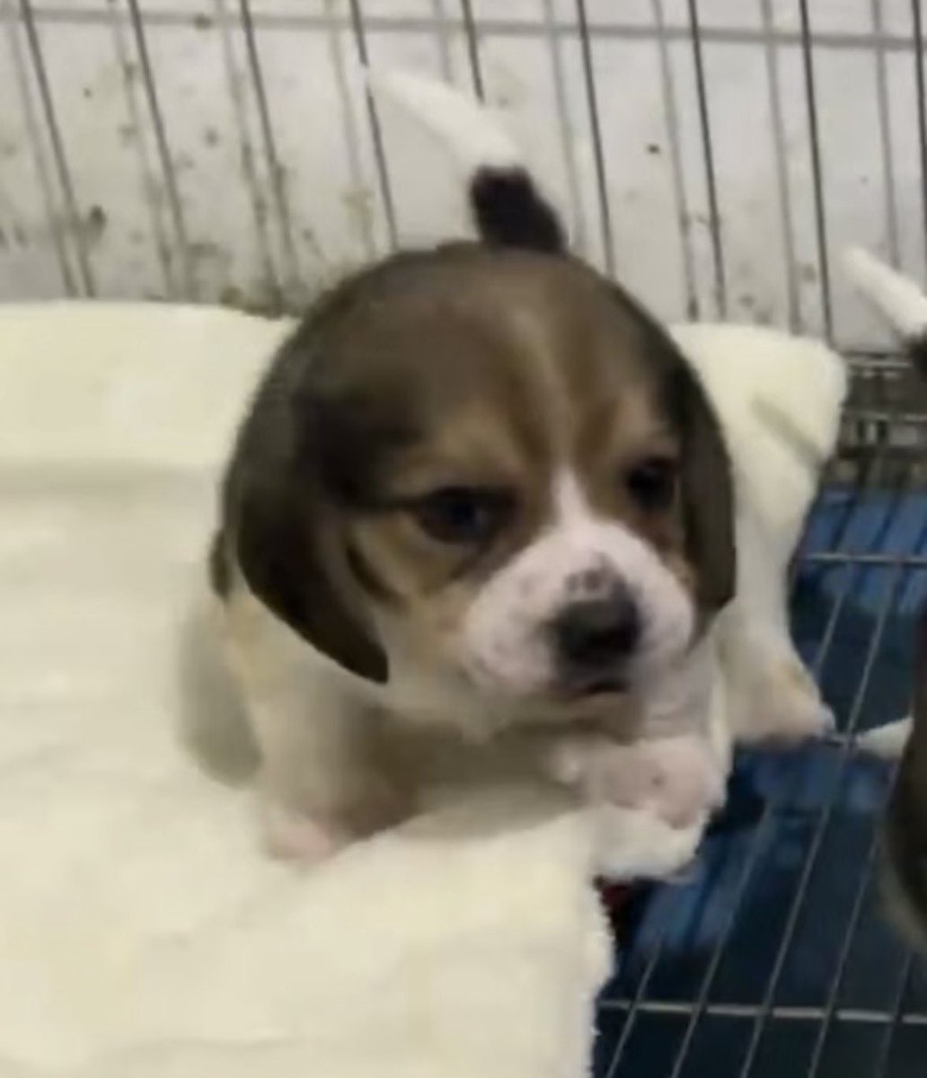 💖 (@twaniimals) on Twitter photo 