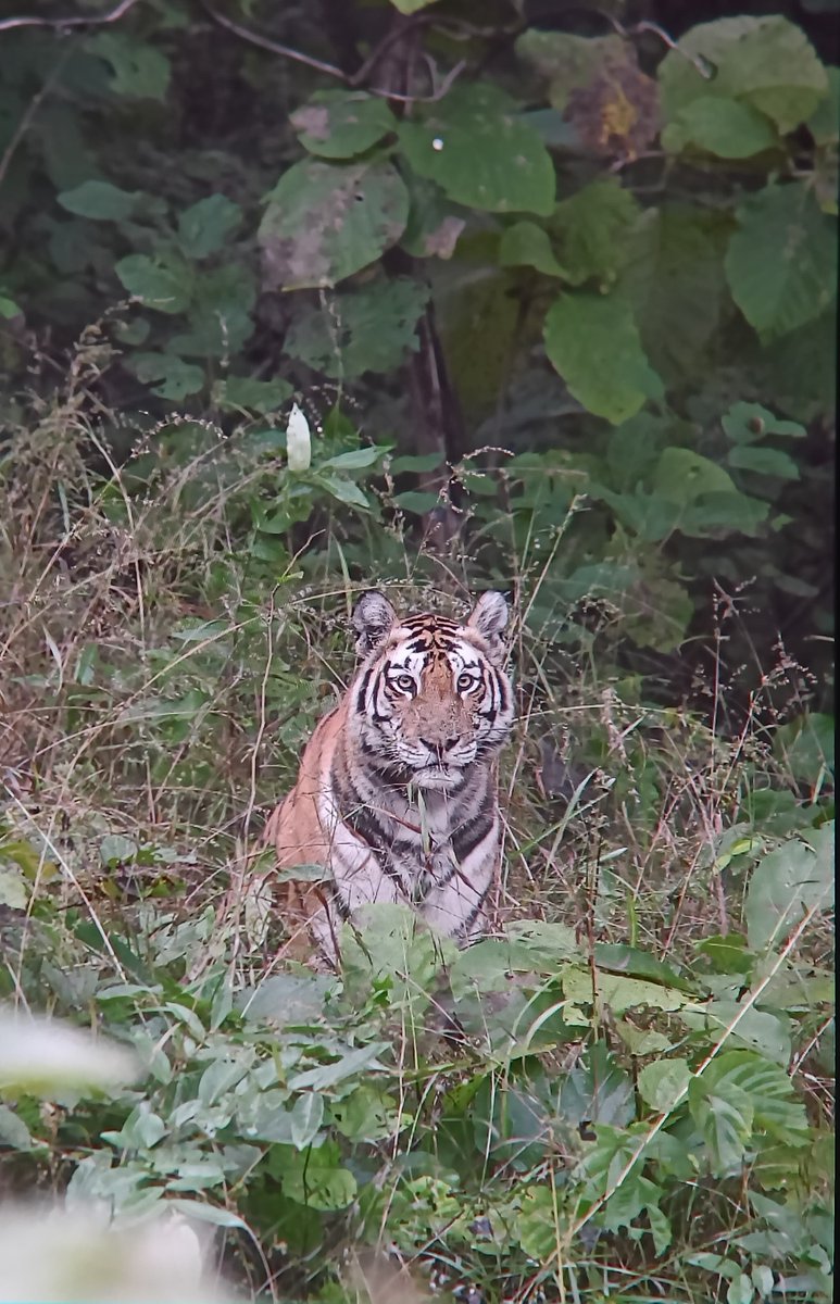 A 10 months old cub at #bandhavgarhtigerreserve picture taken in different position.  #bigcatalliance