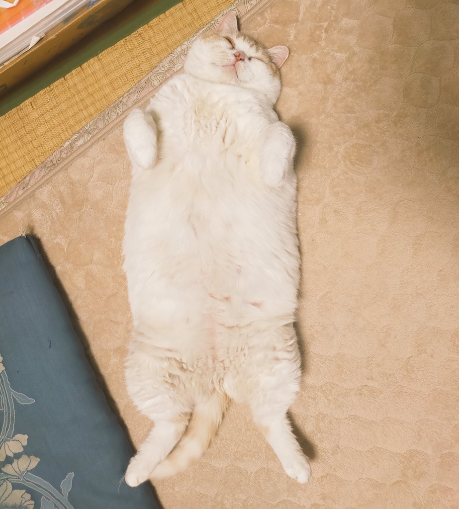 まさまさ(猫) (@nyanyanya0902) on Twitter photo 