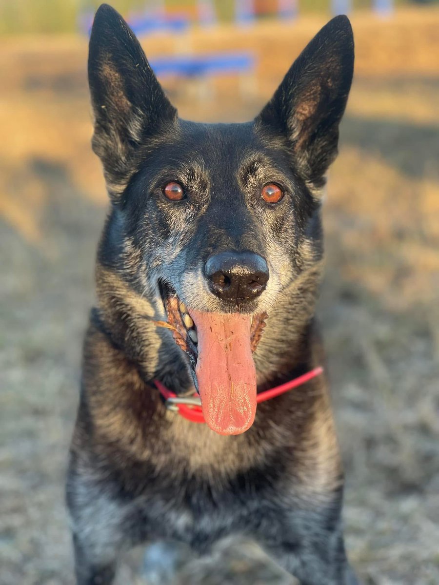 ProjectK9Hero's tweet image. She didn’t care about your failures, your worries, your problems, or what still needs to be done that day! 

“Just throw the freaking ball already!” ~ K-9 Yoube

End of Watch - December 13th, 2024

PK9H National Ambassador #NeverForgotten