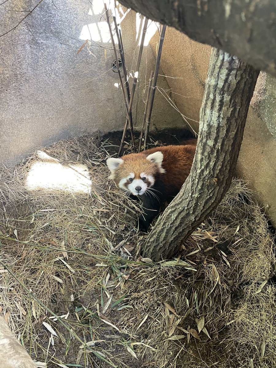 red_panda_kazu (@Kazu785) / Posts / X
