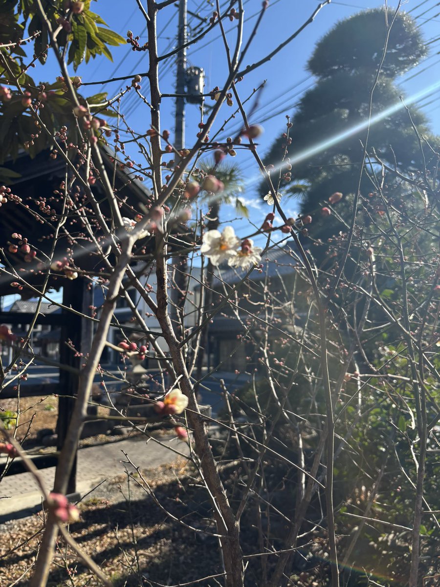 梅が咲いてました。
寒いですが陽射しが暖かい。