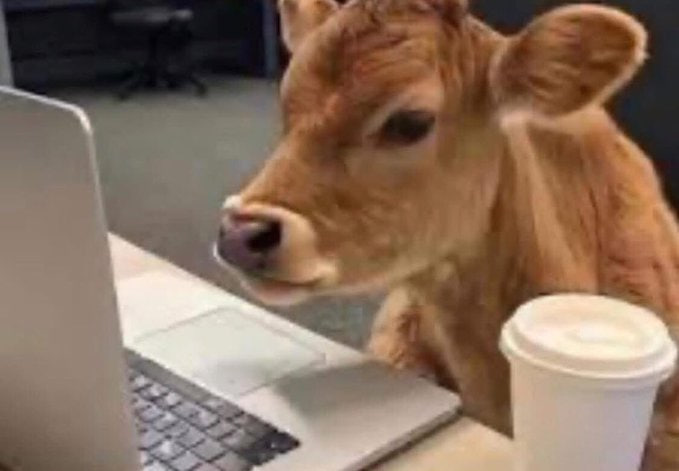 neet_sol's tweet image. "Bro I'm not wage cattle don't call me that"

Literally bro: