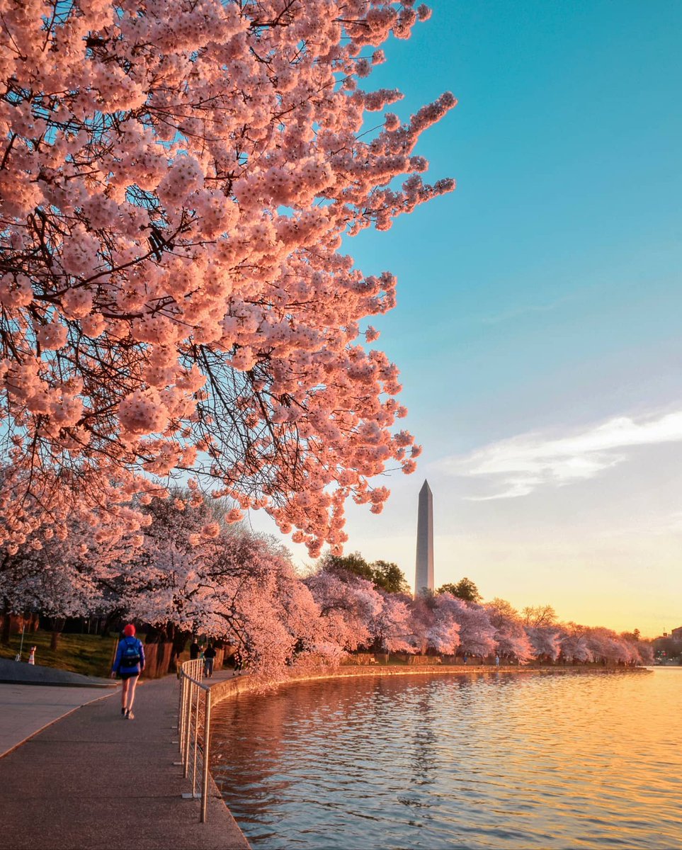 washingtondc's tweet image. Are you Team Pink 🌸 or Team White🤍?

📍Washington Monument

📸: julitmart, toupinator / IG #Only1DC