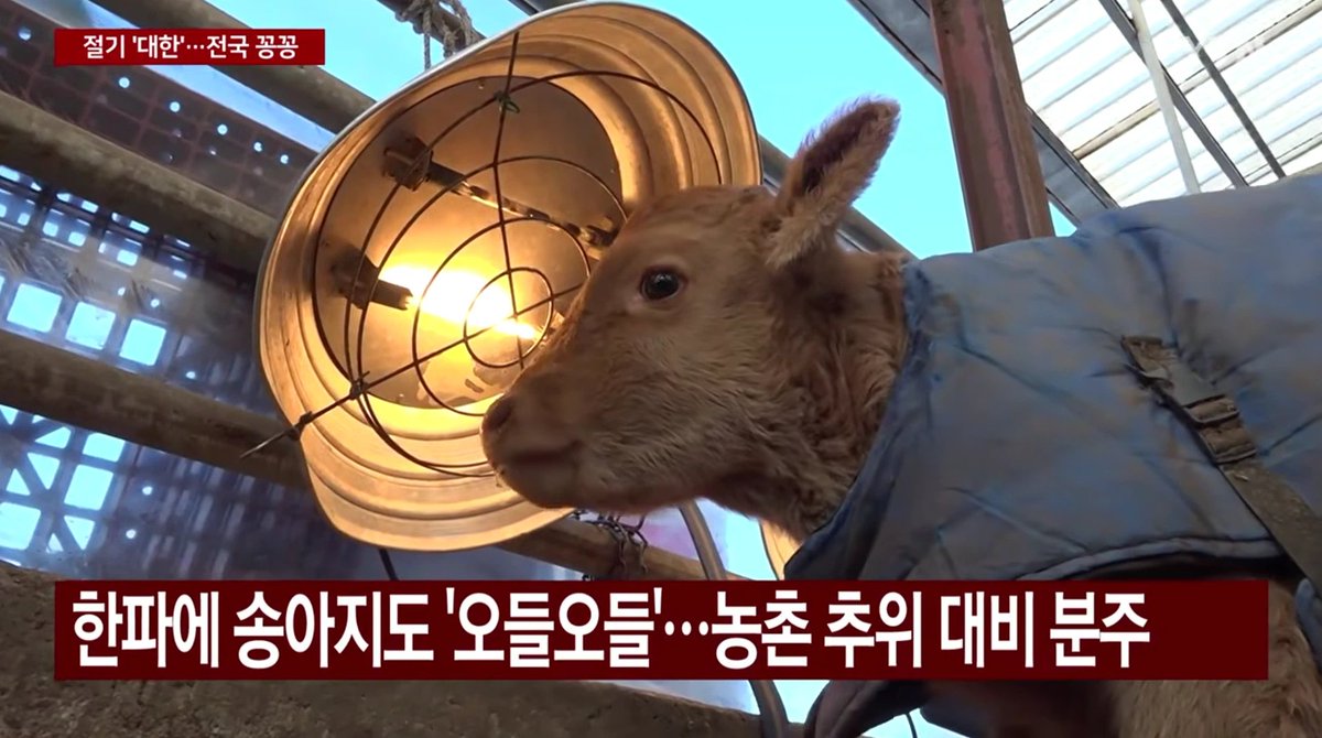 어제 나온 한파 기사에 나온 송아지가 너무 귀여운거 있죠
송아지야 따뜻하게 지내야 해