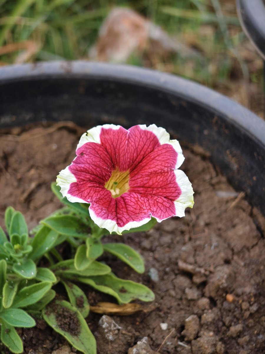 Paritosh_33's tweet image. I love clicking flowers.
QP/share yours..