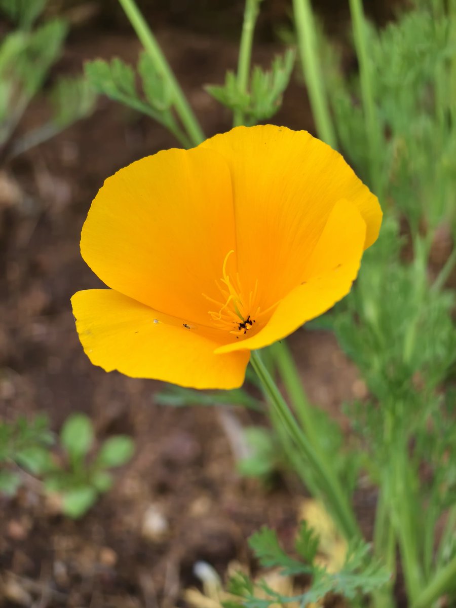 Paritosh_33's tweet image. I love clicking flowers.
QP/share yours..