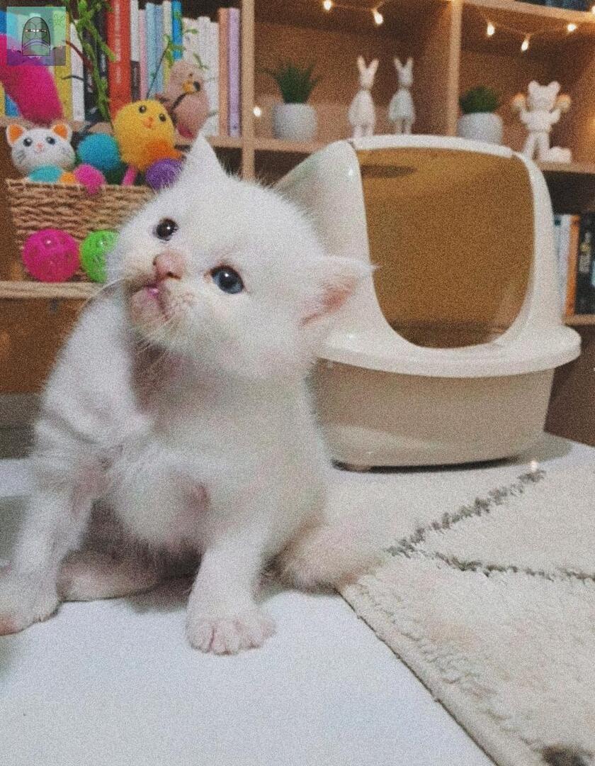 tanyakanrl's tweet image. Lagi mikir, mau bikin ke-oon-an apalagi ya? Biar babu kesel 💚