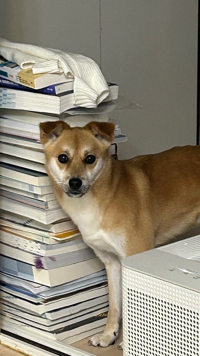 nomorelostpets's tweet photo. 오토바이 소리때문에 놀라 달아난 
토비를 찾습니다!

*강아지들 목줄,하네스 스스로 잘 벗습니다
토비도 목줄,하네스를 하고 있었으나 벗겨졌습니다 

서울 강서구 화곡동 유실입니다 RT 부탁드려요!
https://t.co/nQsZR2SNxL https://t.co/A9yaNappgx
