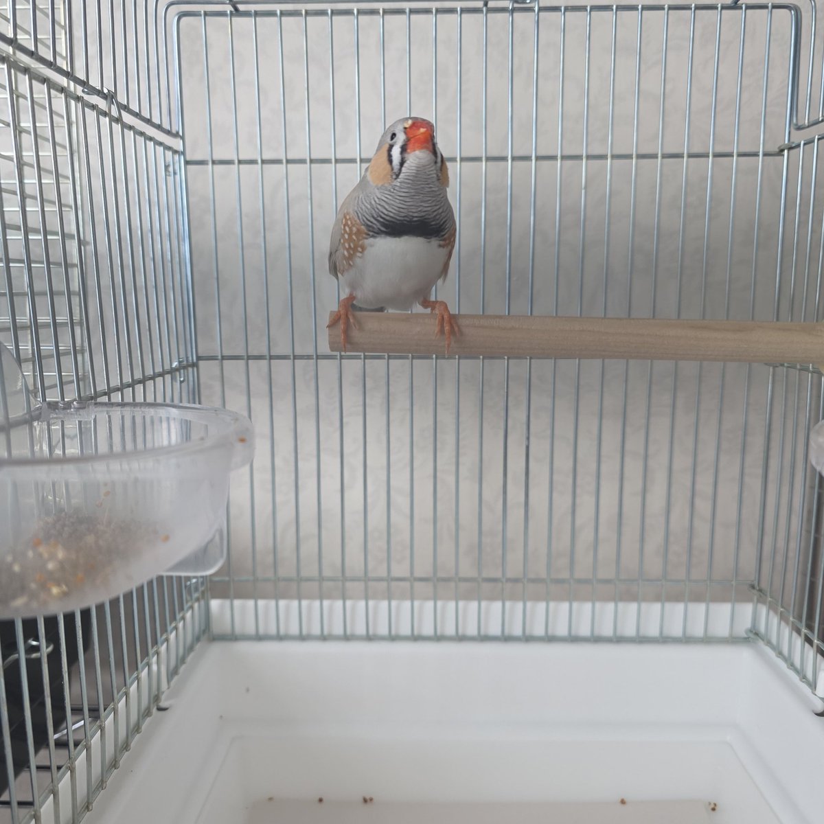 無事、自宅へ移動完了いたしました
キンカさんは早速ご飯をmgmg
オカメさんは姿が見えないと呼び鳴きがすごいです🐤