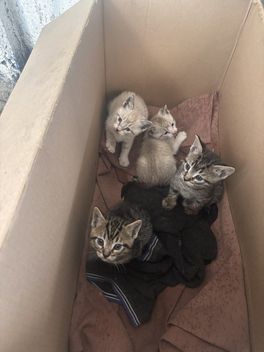 Amigos!!

Urge ayuda para estos bebés y la mamá se encuentran viviendo en un taller mecánico y corren en peligro de ser atropellados, además la calle les queda a un paso, si alguien puede adoptar alguno, darles refugio a todos o tomar el caso, comuníquense con nosotros vía inbox