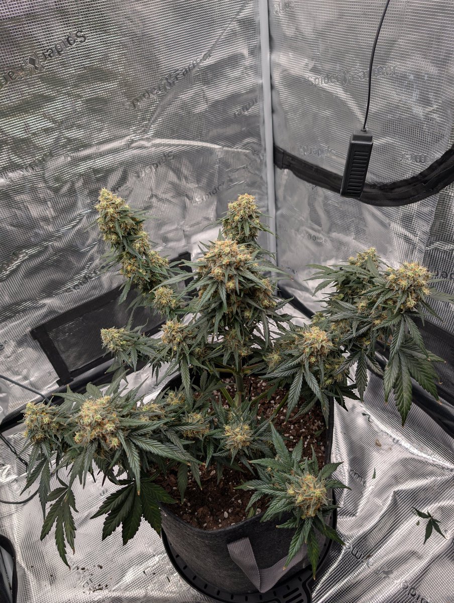 ReyCanna's tweet photo. @Speedrunseeds and @grow_peaceful are out here helping me fill totes! But In all seriousness. I Couldn't be happier!
Terp Sneeze with GP soil approximately day 65 since sprout. Only thing added to the soil is water.
#2scale #happygrowing https://t.co/98Bw6mfPXG