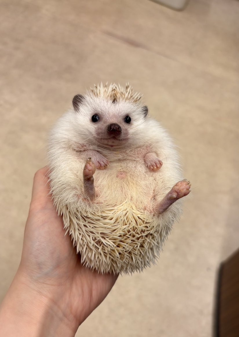 全てを諦めたチーズくん😶