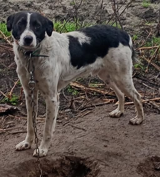 NuevaVidaAdop's tweet image. #Madrid 
CURRITO malvive ATADO 24 horas,vamos a ROMPER SU CADENA 
Tiene 1 año,sociable con niños y🐶
NECESITA #casadeacogida o #adopcion
Se entrega chipado,vacunado,desparasitado y CON compromiso de castracion
CONTACTO📩 facenuevavida@gmail.com  #acoge #adopta #ayuda