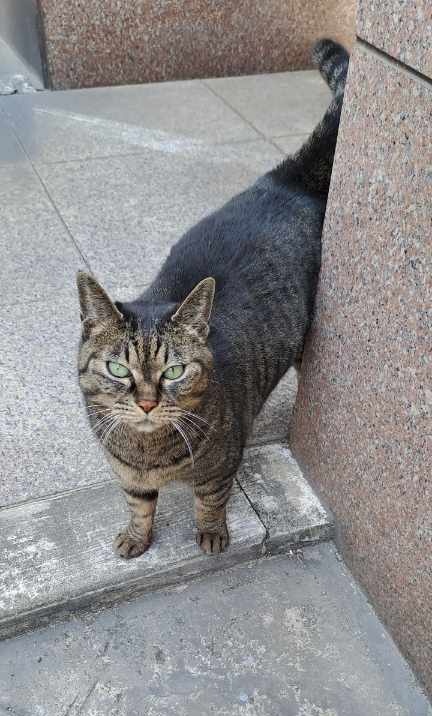 hhjoyk's tweet image. - 캣대디분이 돌아가시고 순한 성격에 사람들 좋아해서 길에 살면 나쁜 일을 당할까봐 입양해줄 가족 구해요😿
- 고등어태비 코트, 에메랄드색 눈의 아갓쉬(귀 커팅은 안 됐으나 중성화 완료)
- 동보협 공고가 27일까진데 이번주 데리고 나온대요(검진 예정)
- 디엠주시면 캣맘분들께 연결해드릴게요!