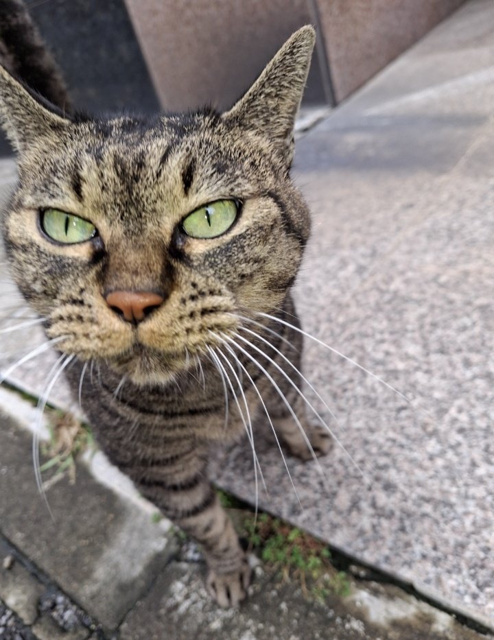 hhjoyk's tweet image. - 캣대디분이 돌아가시고 순한 성격에 사람들 좋아해서 길에 살면 나쁜 일을 당할까봐 입양해줄 가족 구해요😿
- 고등어태비 코트, 에메랄드색 눈의 아갓쉬(귀 커팅은 안 됐으나 중성화 완료)
- 동보협 공고가 27일까진데 이번주 데리고 나온대요(검진 예정)
- 디엠주시면 캣맘분들께 연결해드릴게요!