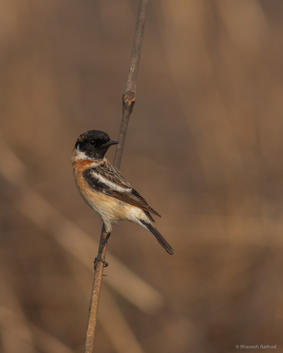 Siberian Stonechat (Common Stonechat) - Saxicola maurus

Nerul, Maharashtra, India 🇮🇳
 
#birdphotography #NaturePhotography #wildlife #birds