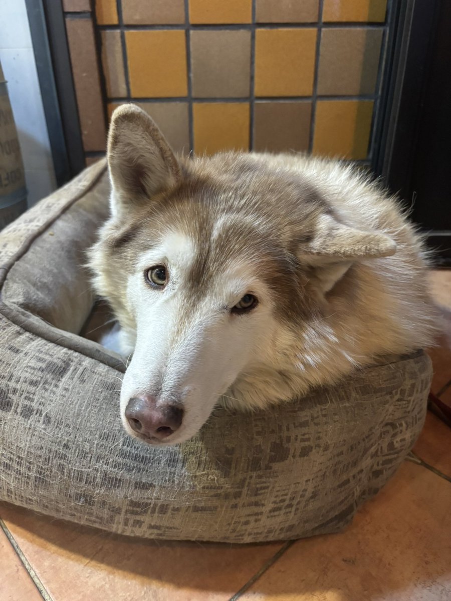 mmpinkmmm's tweet image. 韓国のmovember cafe🐶🤎

可愛いサムが看板犬で
今回も会いに行けた🥰

バーでもカフェ利用も出来るお店で
隠れ家ぽくて雰囲気も🙆‍♀️

また推し犬に会いに行くね✨

#movember
#韓国カフェ
#江南カフェ
#dogcafe
 #犬好きな人と繋がりたい