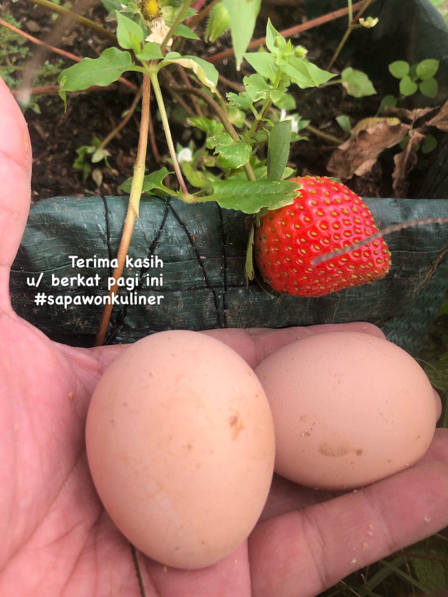 $ONEBULLNODE tweet media