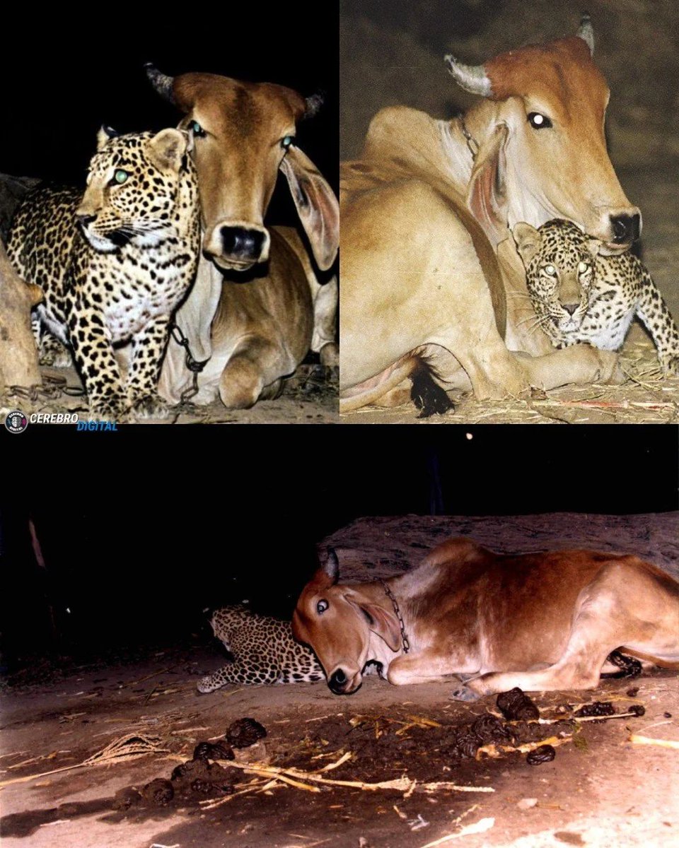 A leopard was sneaking into a village at night to visit the cow in India. The Reason? Still a Mystery...