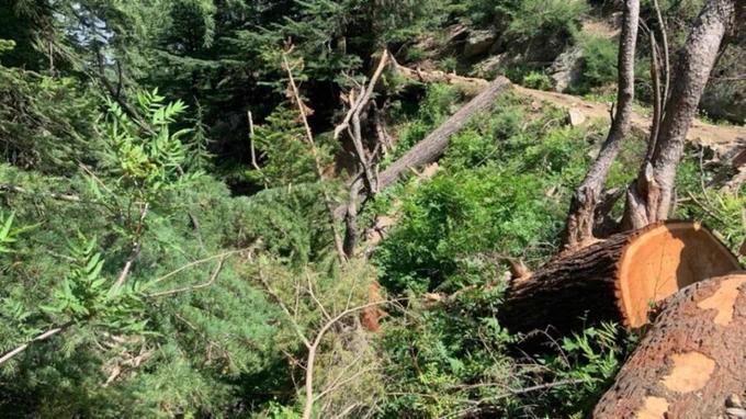 بازداشت ۵ تن به اتهام قطع درختان شفتالو در ننگرهار