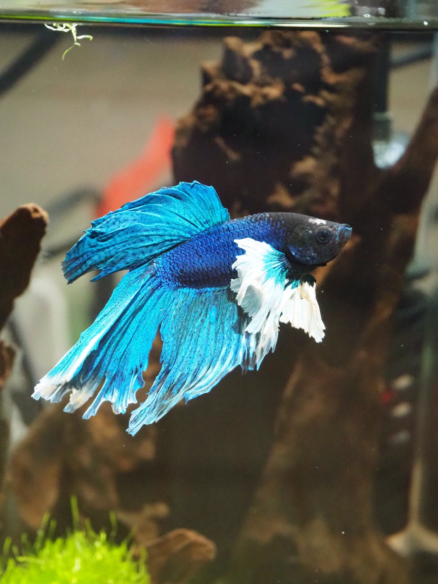 po_tamaru's tweet photo. おでこケガしてた😱🌀🌀
やれやれな天天

 #ベタ #熱帯魚 #ケガ
 #アクアリウム https://t.co/ssZYm27t1u