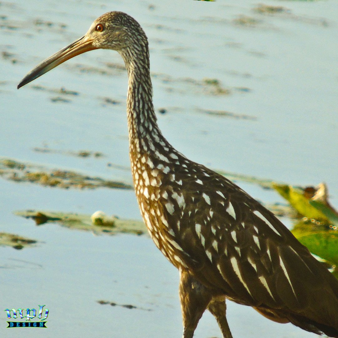 MPH Design tweet media