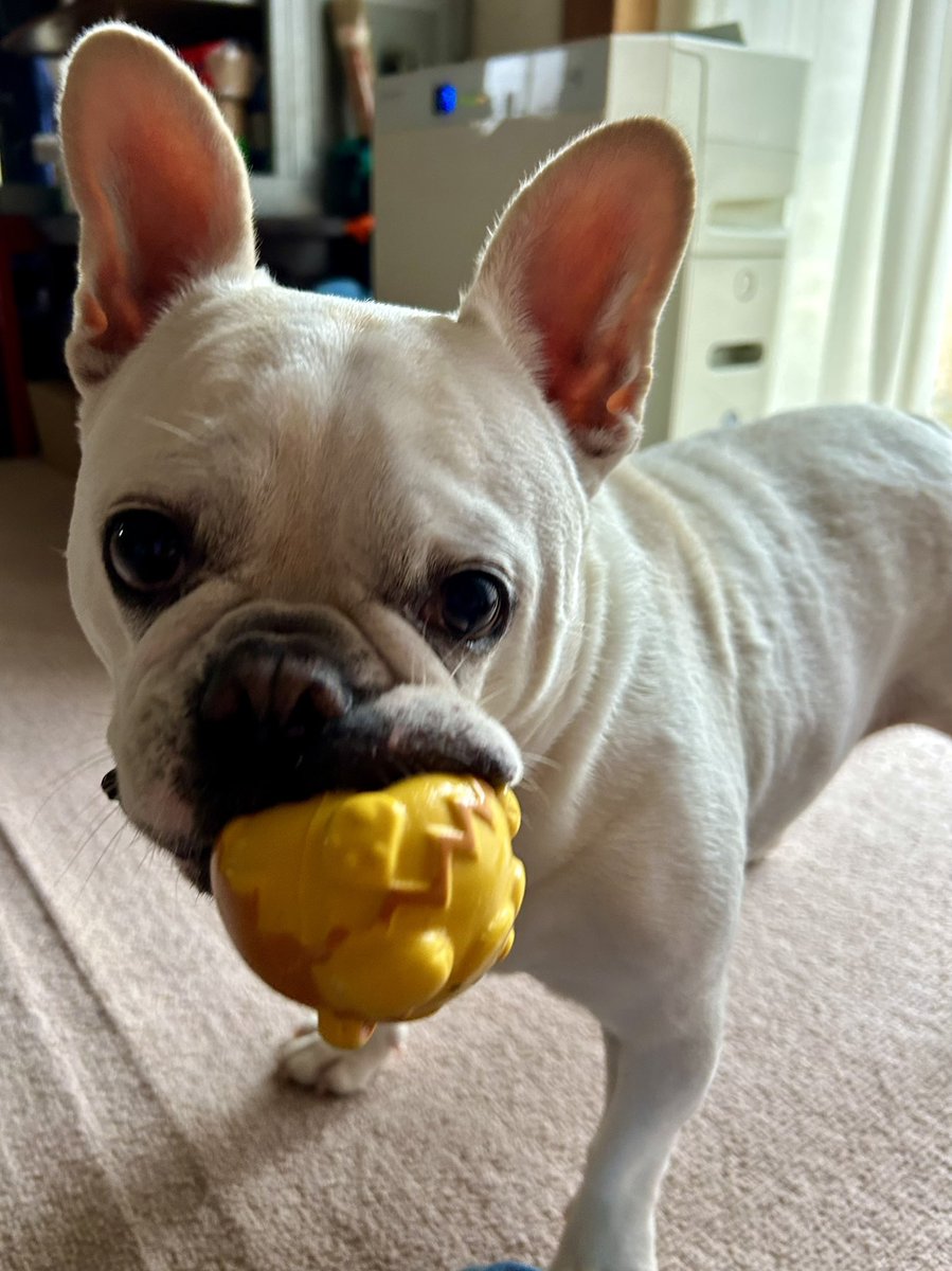 こんぬちゅわ🐖🐶 雪❄️がﾁﾗﾁﾗ降ってましゅ かーちゃんお散歩行かん