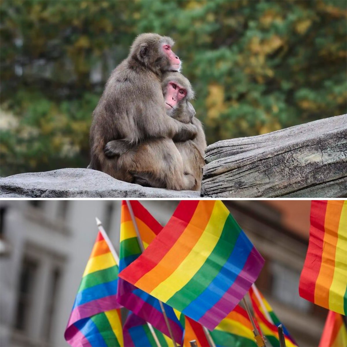 RedDiversidad's tweet image. Ciencia confirma homosexualidad en hasta 59 especies de primates.

Según un estudio publicado recientemente en la revista Nature Ecology &amp;amp; Evolution, las prácticas del mismo sexo fueron documentadas en lémures, Bonobos,  chimpancés, gorilas, babuinos, entre otros. Hilo.