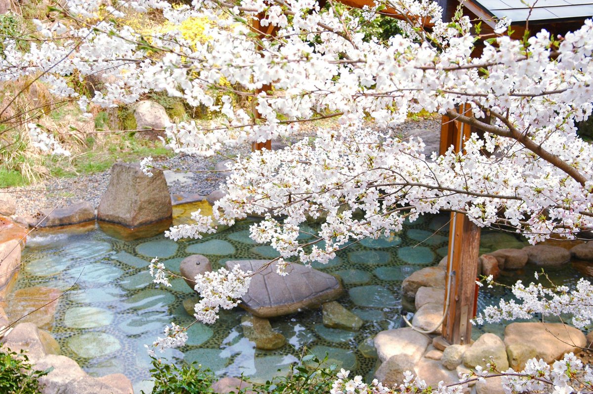 hiddenstaysjp's tweet photo. 🌸Cherry blossom season is almost here!

Imagine soaking in a hot spring surrounded by blooming sakura, or waking up to cherry blossoms right outside your room.

Across Japan, there are a few exceptional ryokan where spring becomes a once-in-a-lifetime experience 🌸
Some even let you enjoy hanami from the onsen itself.

Here are our top picks👇