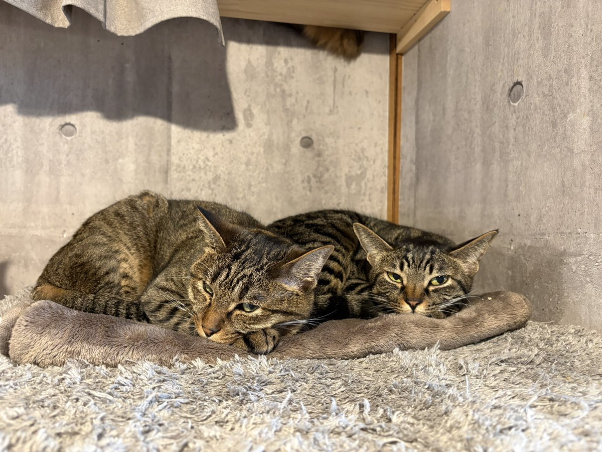 Silver /アニマルハート大阪 ❤里親募集中❤ (@12to2y4) / Posts / X