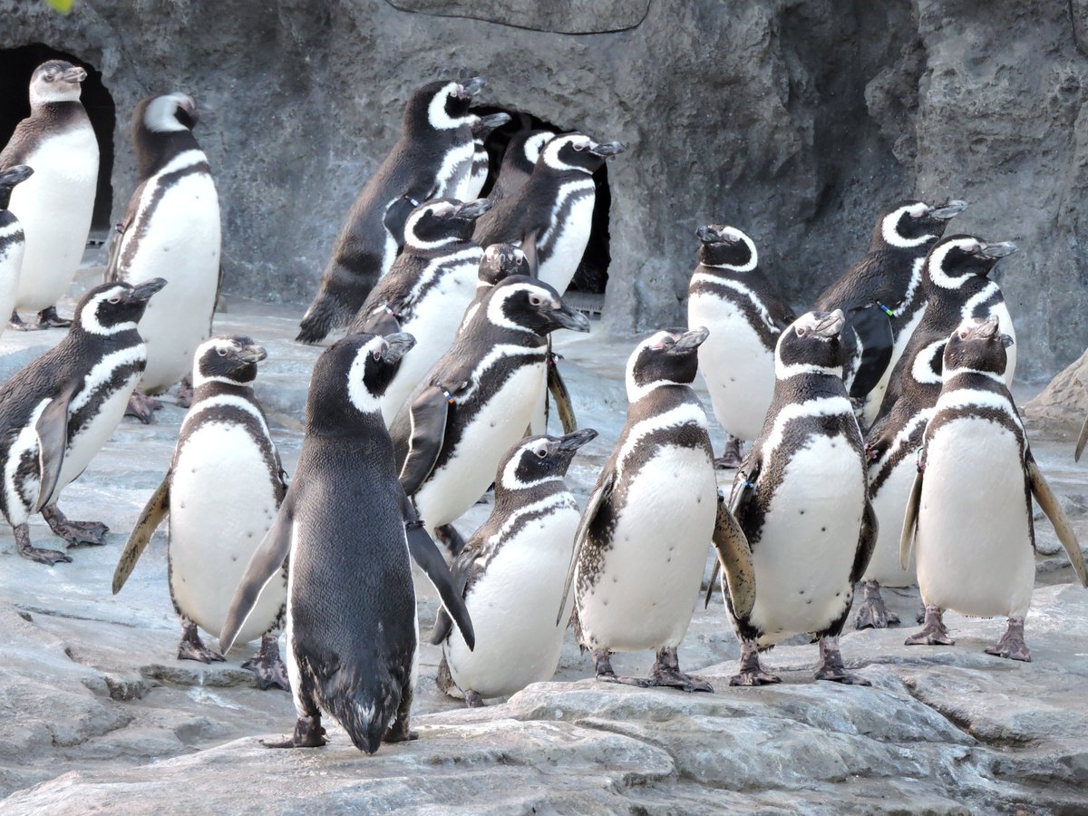 こんにちペン🐧💕 ペンギン合唱団 はい、パートリーダー前へ出て‼️ 音