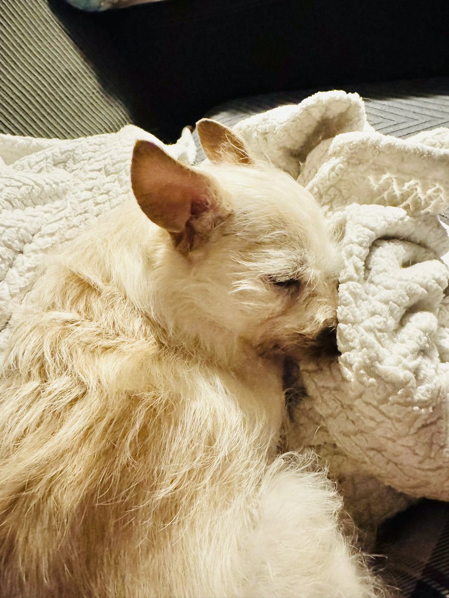 Good night frens 🐶🐾