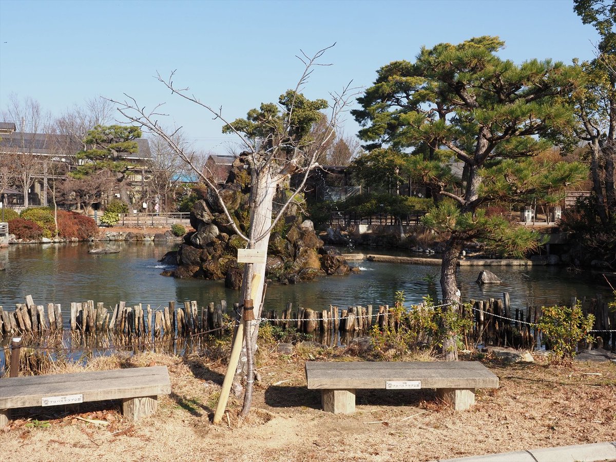 kyotoshidoubut1's tweet photo. 飼育員ブログ「植栽の行方⑥」更新しました。
https://t.co/Lr3USfbjic
#京都市動物園 #kyotocityzoo #植栽 #移植 #桜 #工事ヤード #京都の森 #噴水池 #Planting #Transplanting #ACherrytree #ConstructionYard #kyotoforest #fountainpond https://t.co/fzZfzaBB0T
