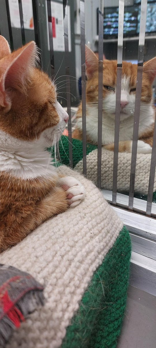 Good morning &amp; welcome to Whiskers Wednesday 

A few quiet moments of quiet reflection can bring a calm, peaceful feeling that lasts all day
A few minutes of stillness can soften the sharp edges of the day.
That tiny act of choosing calm can change how you respond to everything