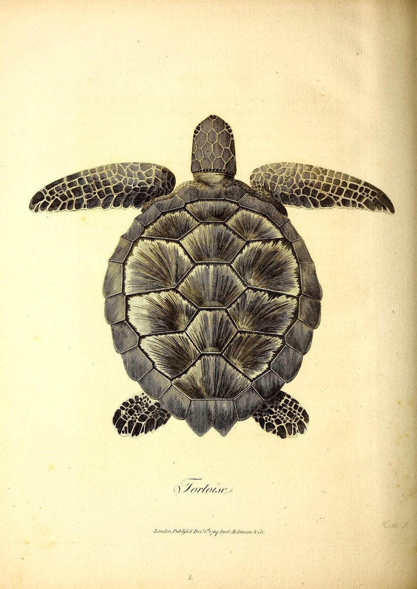 CRCiencia's tweet image. ILUSTRACIENCIA
Cerastes / Tortuga
📚Travels to discover the source of the Nile, in the years 1768, 1769, 1770, 1771, 1772, and 1773, Edinburgh, J. Ruthven, for G.G.J. and J. Robinson, London, 1790
#Reptiles #IlustraCiencia