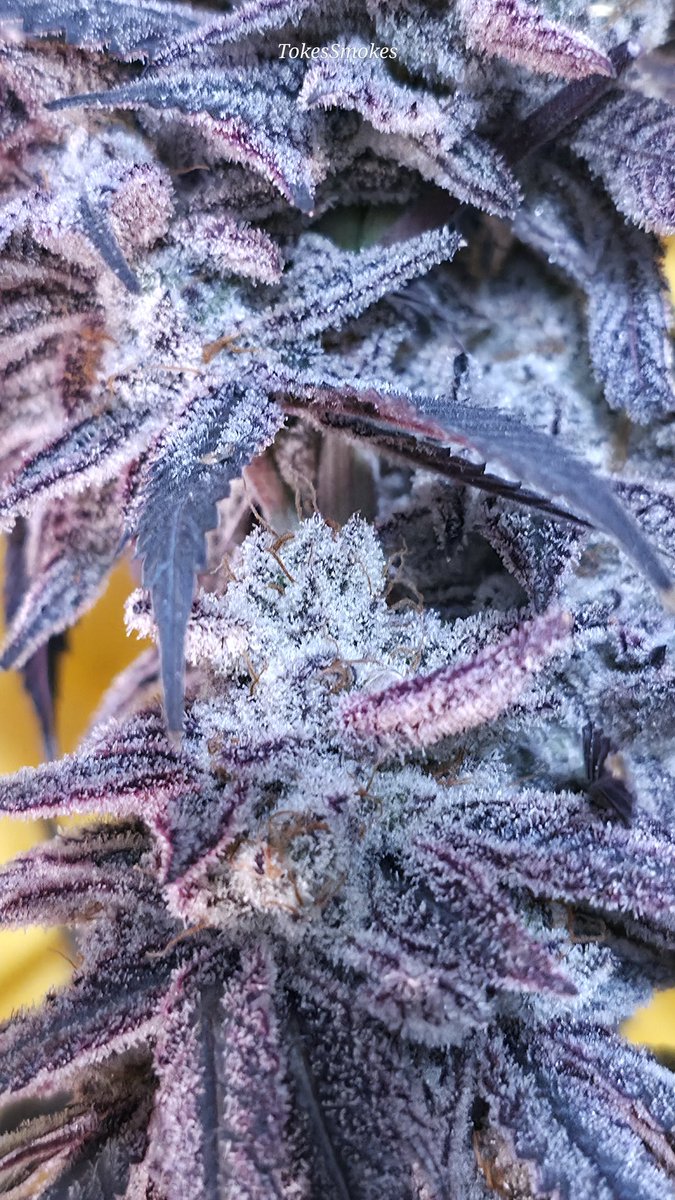 TokesSmokesX's tweet photo. 👀 https://t.co/FiFOEVGxlj