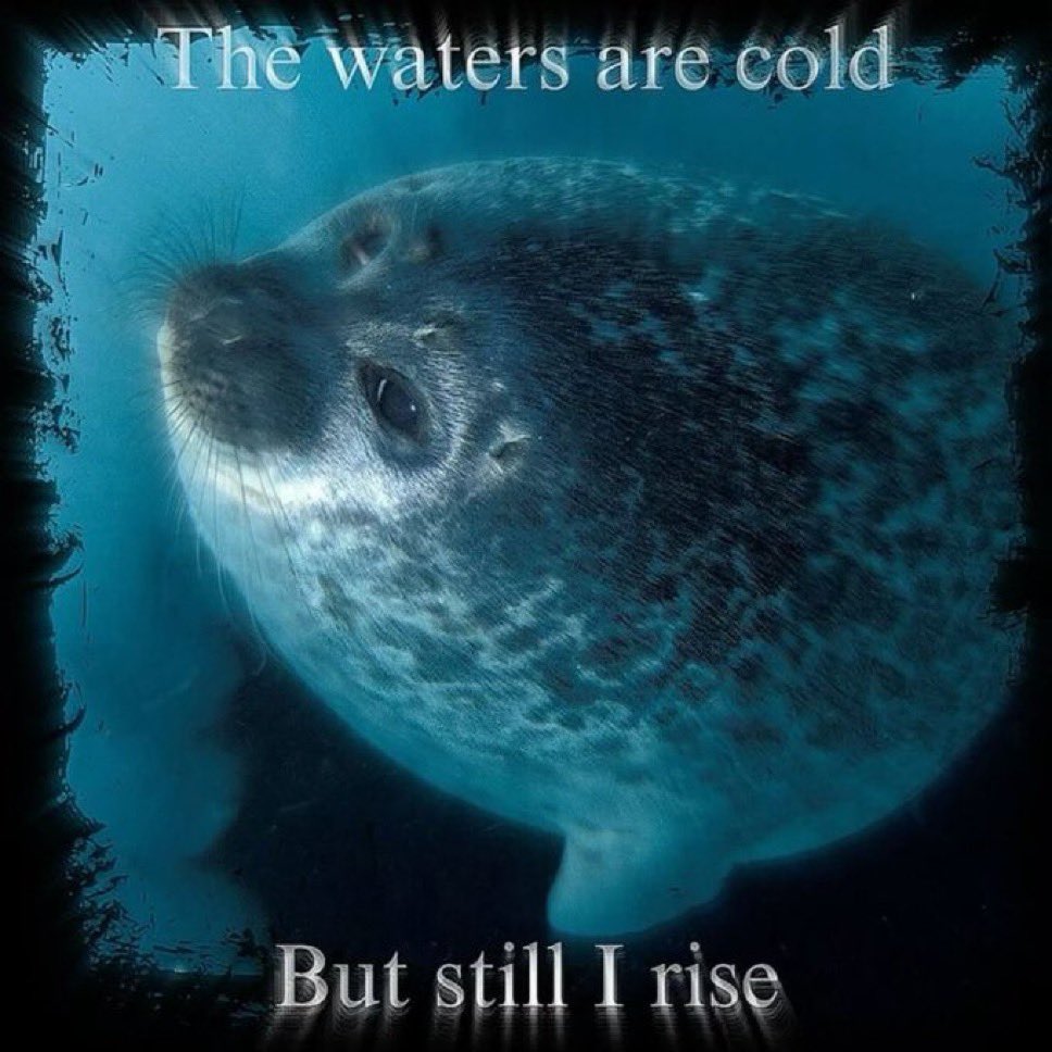 sealenjoyed's tweet image. 