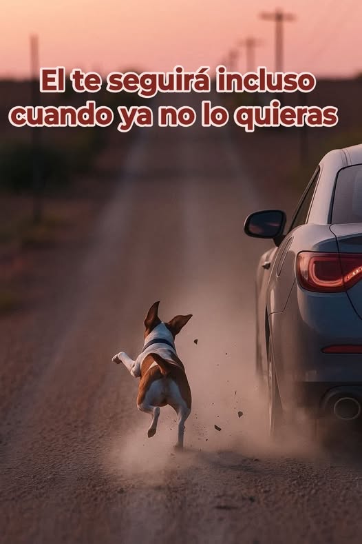"El futuro se echará a tus pies como un perro que te ama y que no le importa lo que seas".- (Kurt Vonnegut).