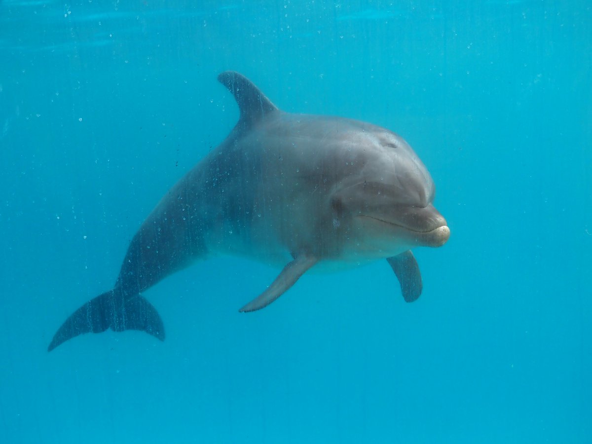 イルカショー① ＠ アドベンチャーワールド #2025年末旅行