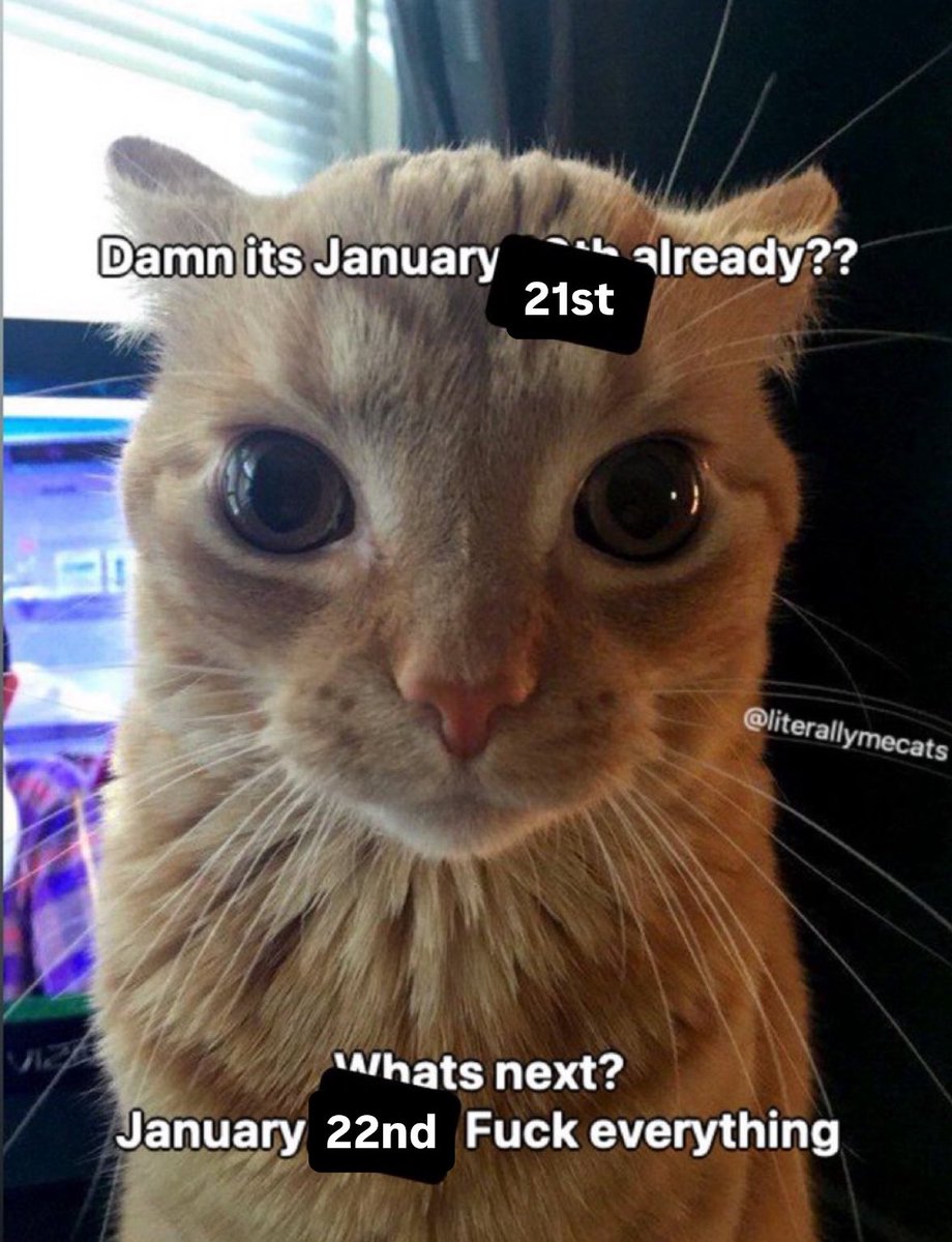 LiterallyMeCats (@literallymecats) on Twitter photo 