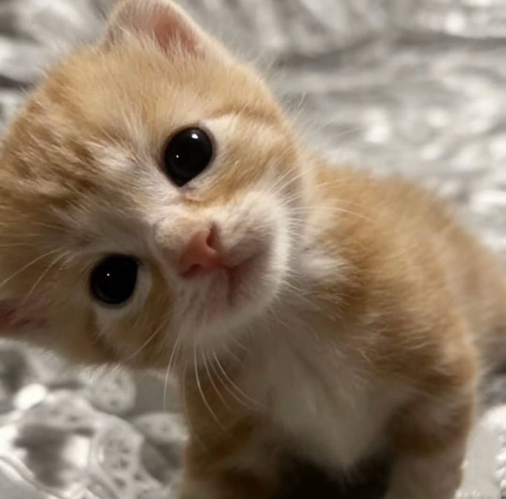 gunithema's tweet image. 윳냥히