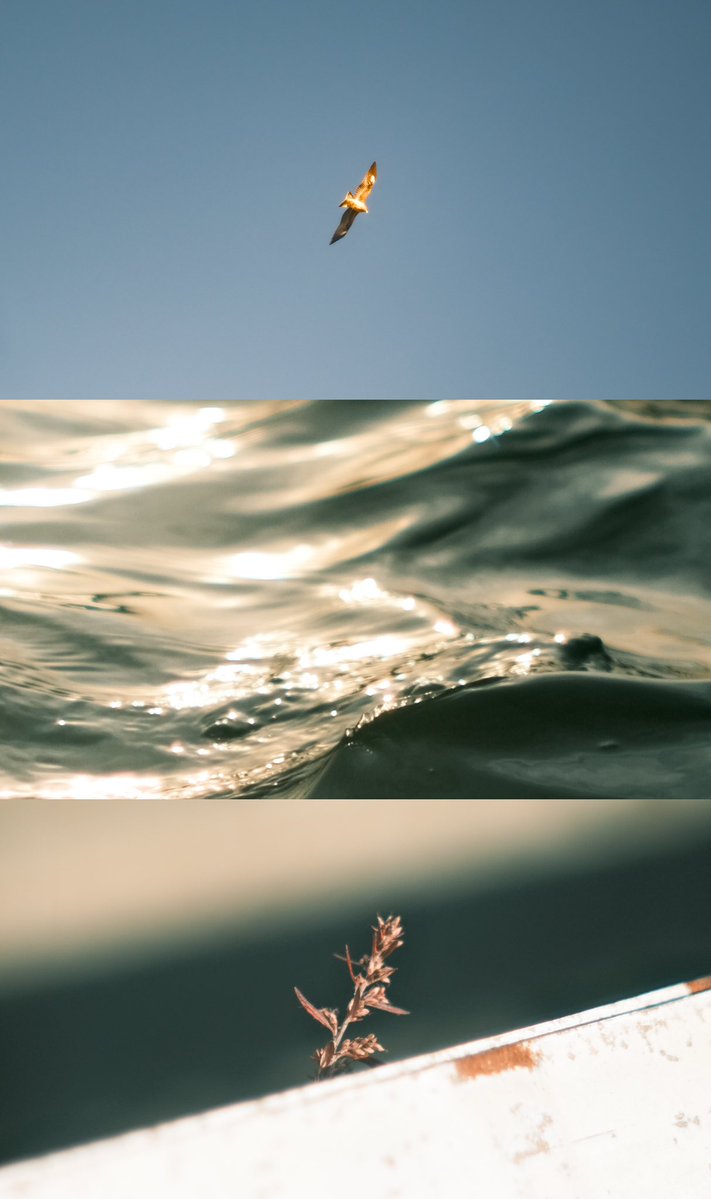 __n_k_ooo's tweet image. いつか海に行けるまで

タップして見てね