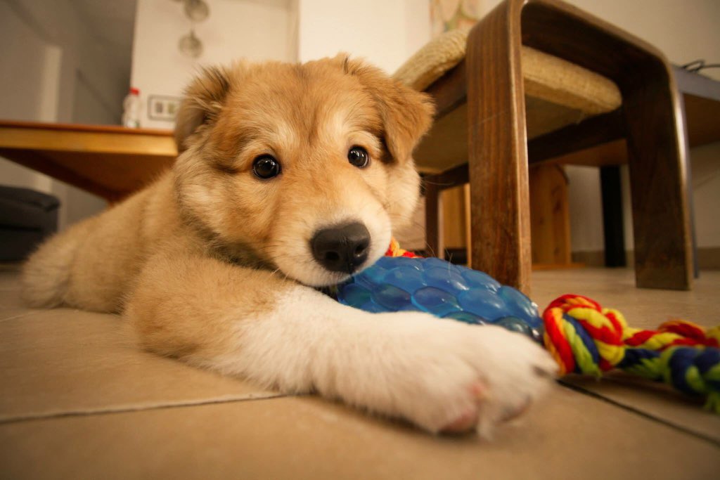 מר כ. tweet media