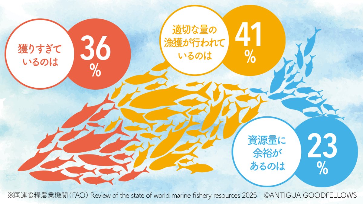 MSCジャパン tweet media