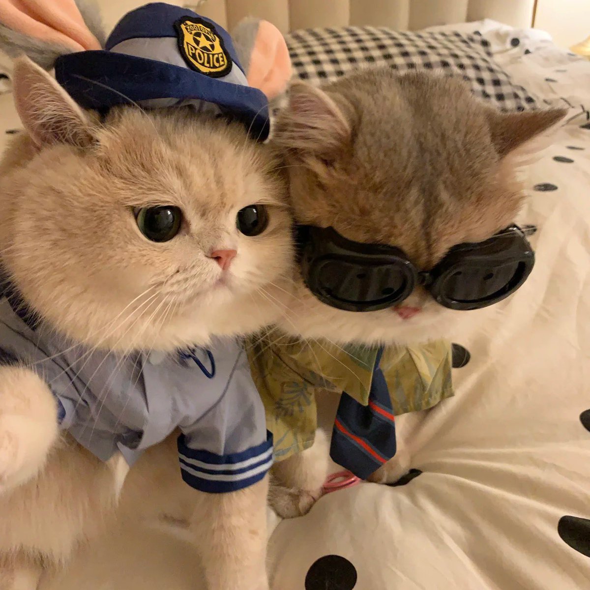 imforpor's tweet image. เป๊ะ