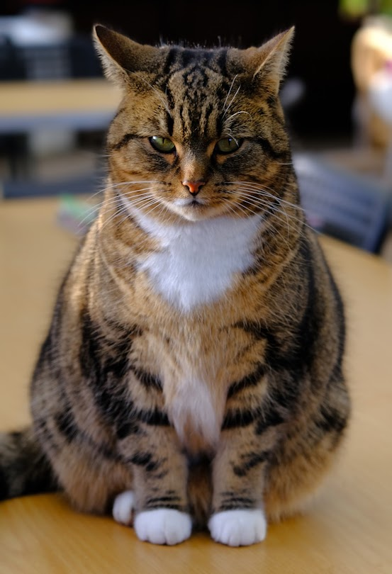 Robert Allotment cat,now helped by Janet & Amanda tweet media