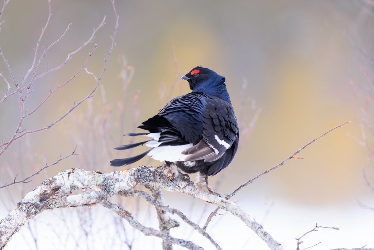 Koiras teeri koivun oksalla.