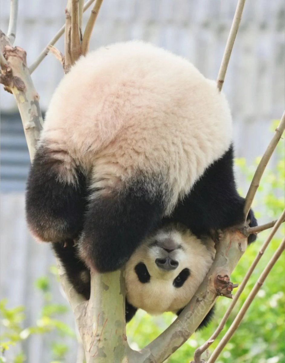 wing🐼 tweet media